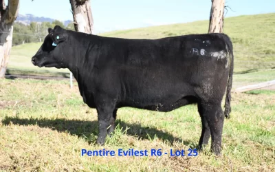 Great Looking Cattle can be Profitable