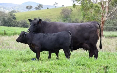 Maternal Strength of the Pentire Angus cow herd